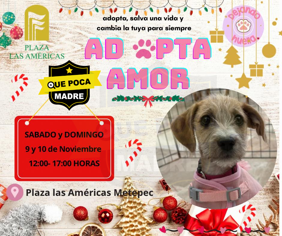 #Atención PERRILOVERS‼️🥰 NO TE PIERDAS LA FERIA DE ADOPCIÓN 🐶🐱🙏