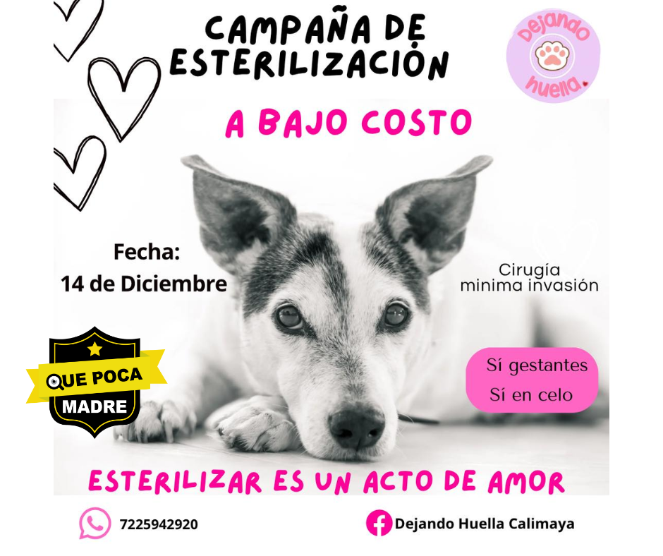 #EsterilizarEsUnActoDeAmor‼️❤️ LLEVA A TUS PELUDOS A LA CAMPAÑA Y EVITA LA SOBREPOBLACIÓN DE CALLEJERITOS 🐱🐶🩺