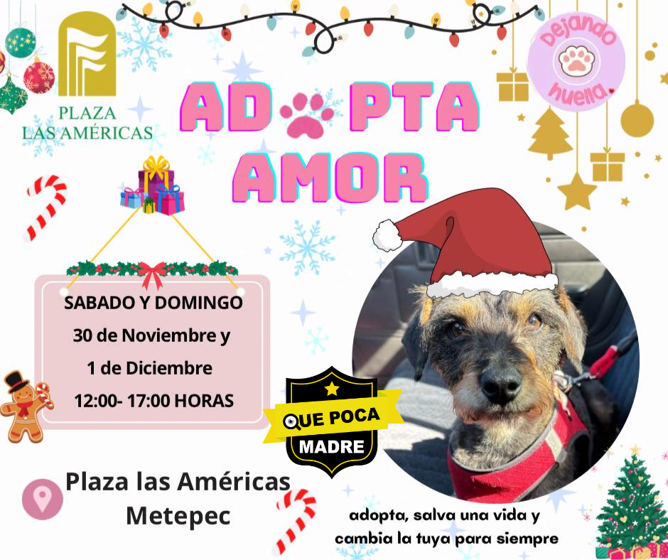 FERIA DE #Adopción DEJANDO HUEYA #Calimaya 🐶🥰