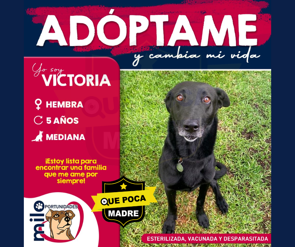 LO ÚNICO QUE LE FALTA A #Victoria ES UNA FAMILIA DEFINITIVA 🐶🥰🙌