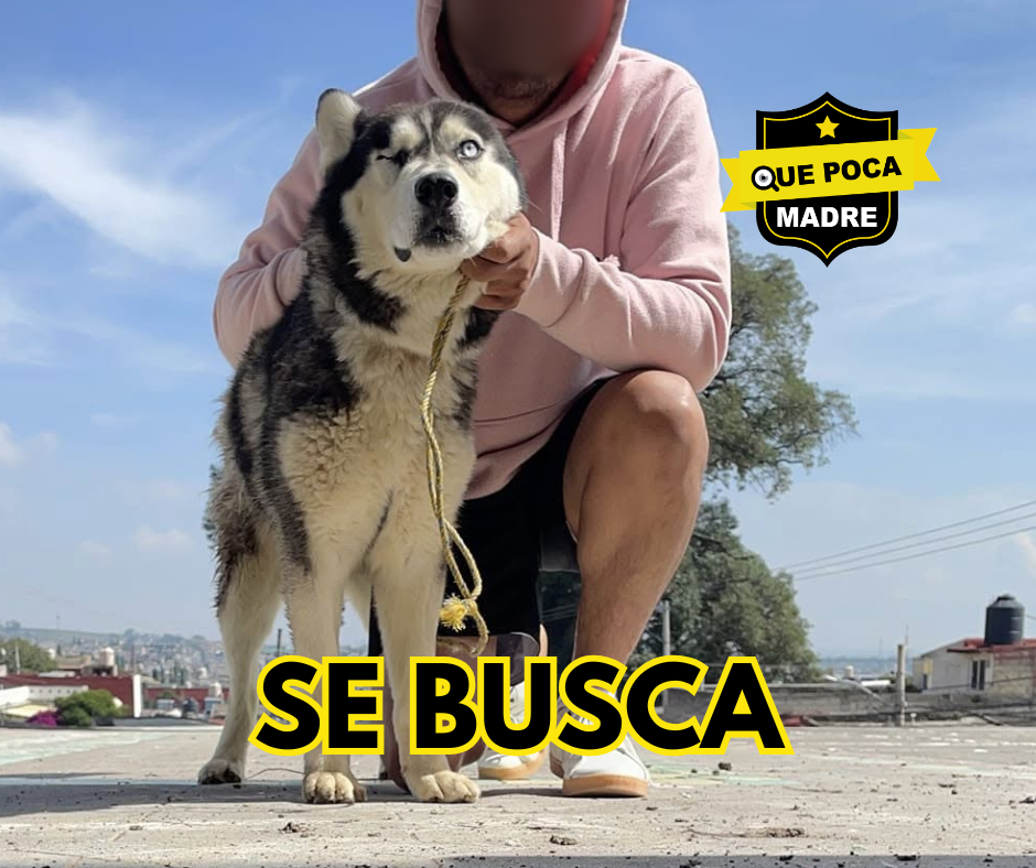 #Lobito PERDIDO‼️🥺 AYÚDANOS A ENCONTRAR A MORGAN 🐺🙏