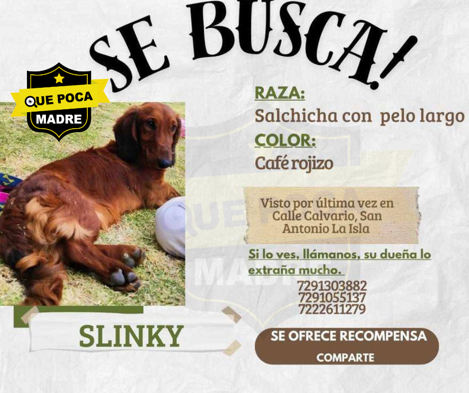 NO CESA LA BÚSQUEDA‼️🥺 SLINKY VUELVE A CASA 🐶🙏