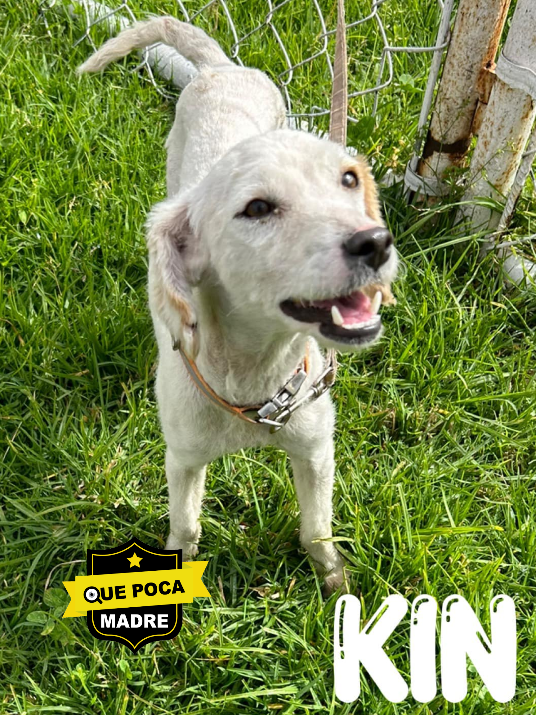 ORA, PARA QUIENES BUSCAN UN #Perrito GÜERITO Y QUIQUITO 🐶🥺🙏