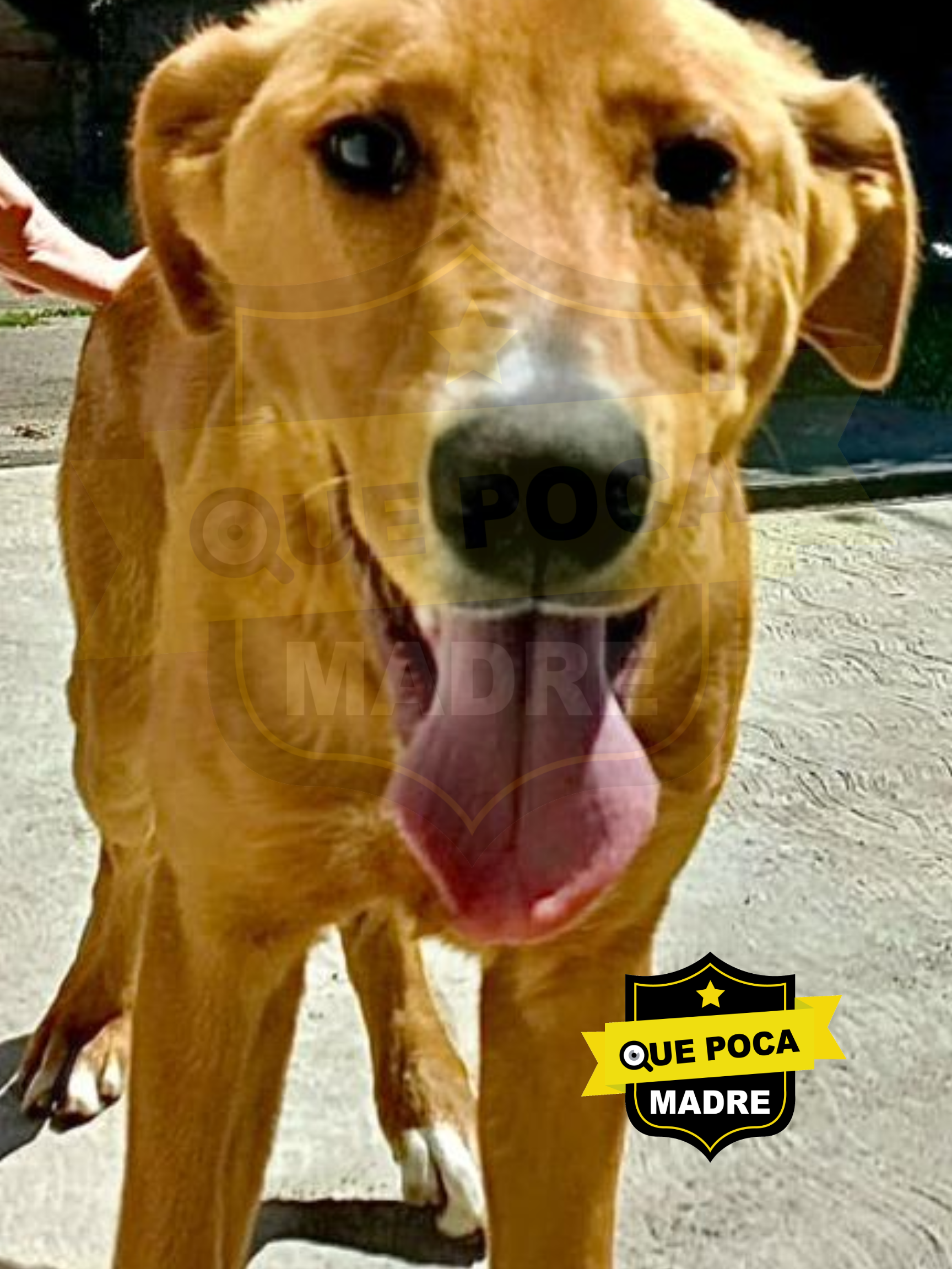 🆘  🐾  🆘  AYÚDANOS PARA QUE ROCKO REGRESE A CASA