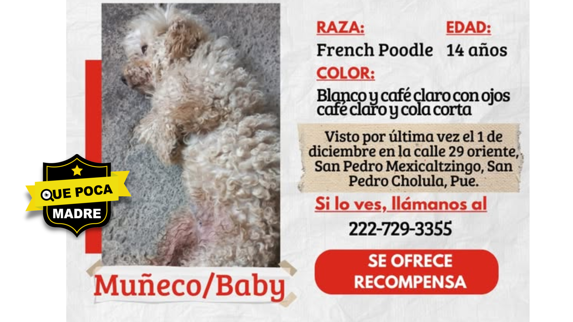 ‼️BUSCAMOS A MUÑECO/BABY‼️ 🚨🐶