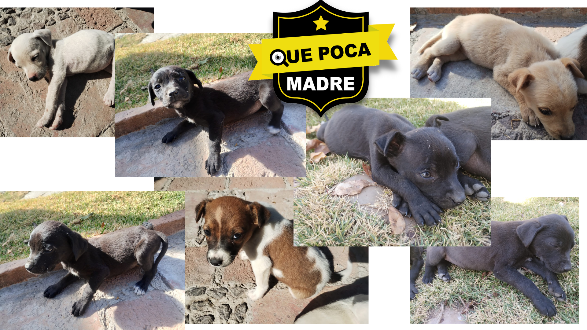 ‼️‼️HERMOSOS PERROS EN ADOPCIÓN ‼️‼️💕 🐶