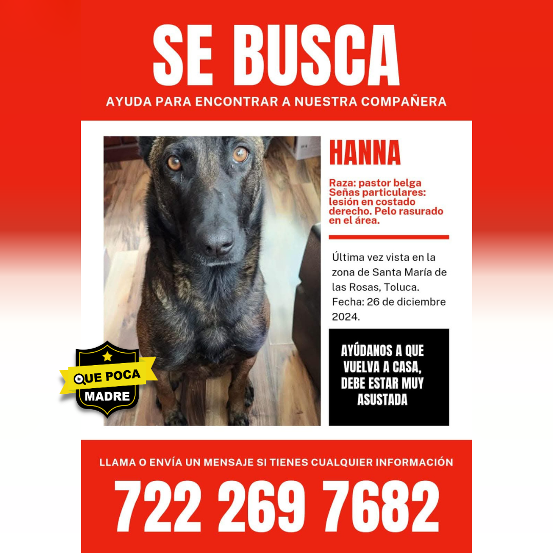 BUSCAN A LOMITA PERDIDA