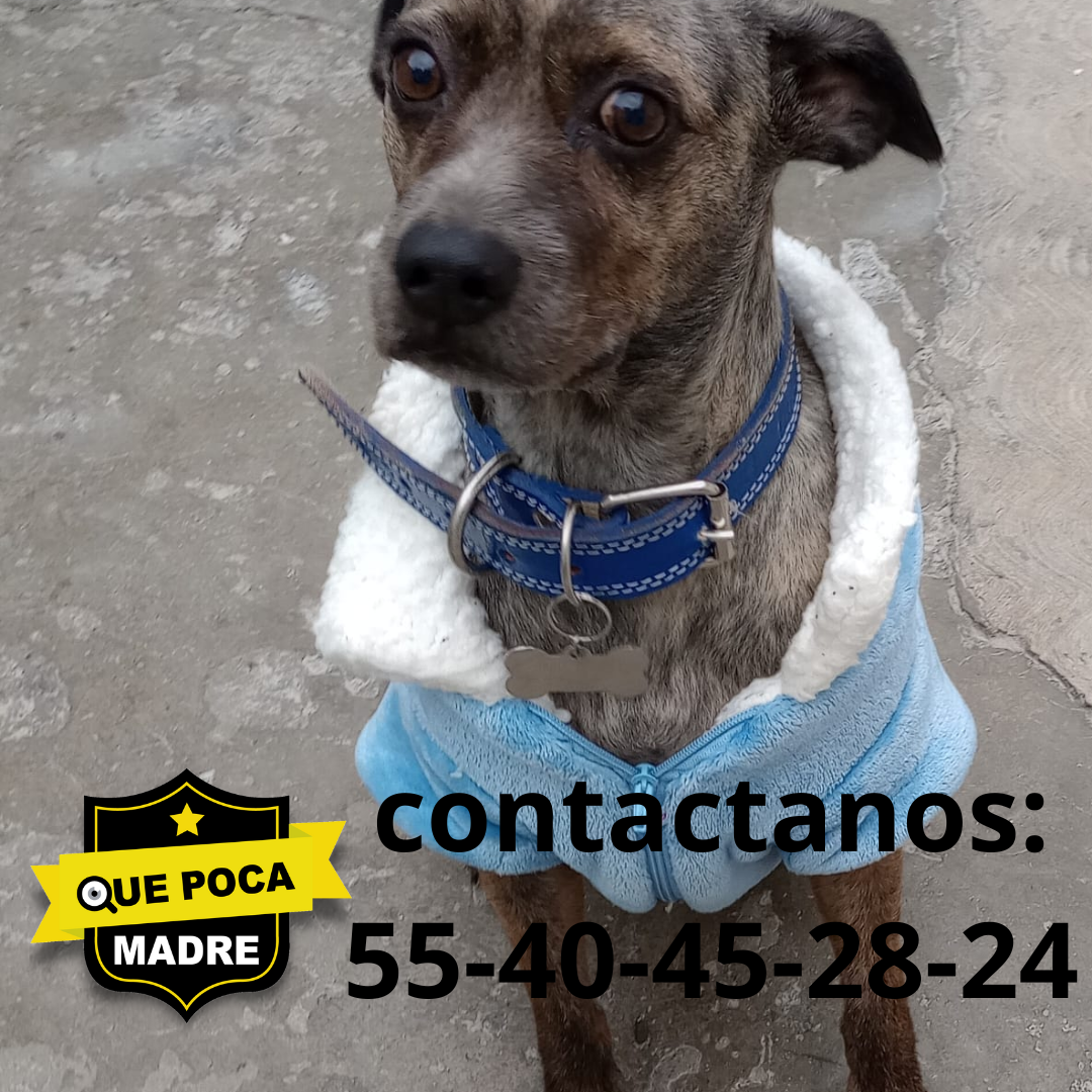 ‼️ AYUDEMOS A QUE VUELVA A CASA‼️ 🥺🐕🏡