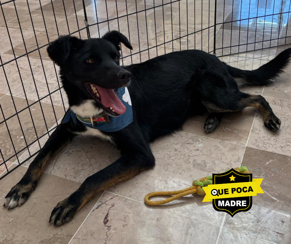 OREO SIGUE BUSCANDO UNA #Familia‼️🙏 QUIERES INTEGRARLO A LA TUYA⁉️🐶🥰