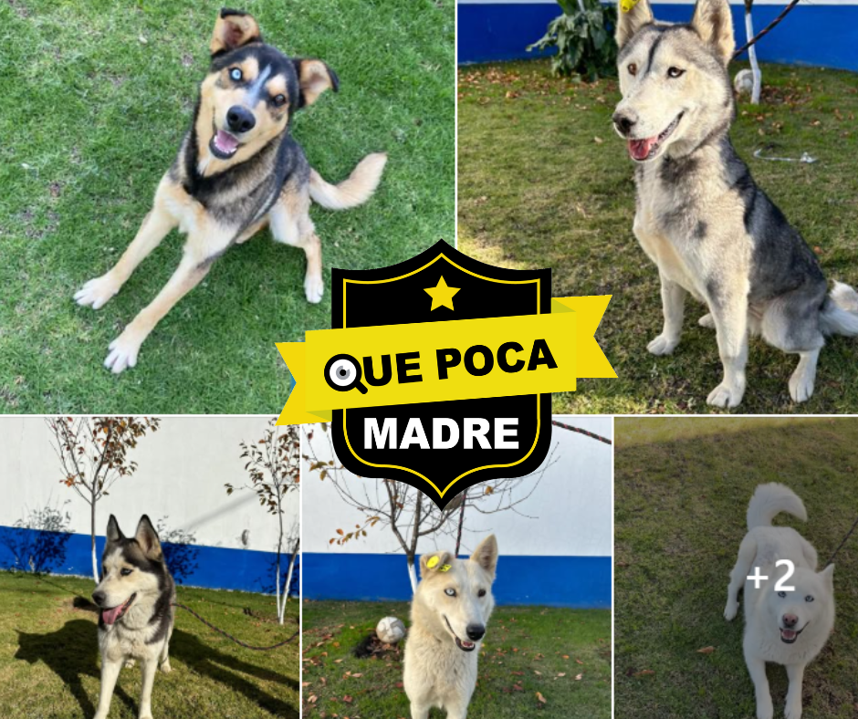 CONOCE A LOS MIEMBROS MÁS PELÚDOS Y ADORABLES DEL #CCyBA 🐶🙏🥰