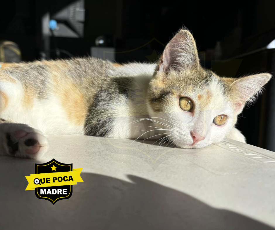 CATRINA PARA #Navidad‼️🥰 HERMOSA #Michi BUSCA UN LINDO HOGAR 🐱🙏