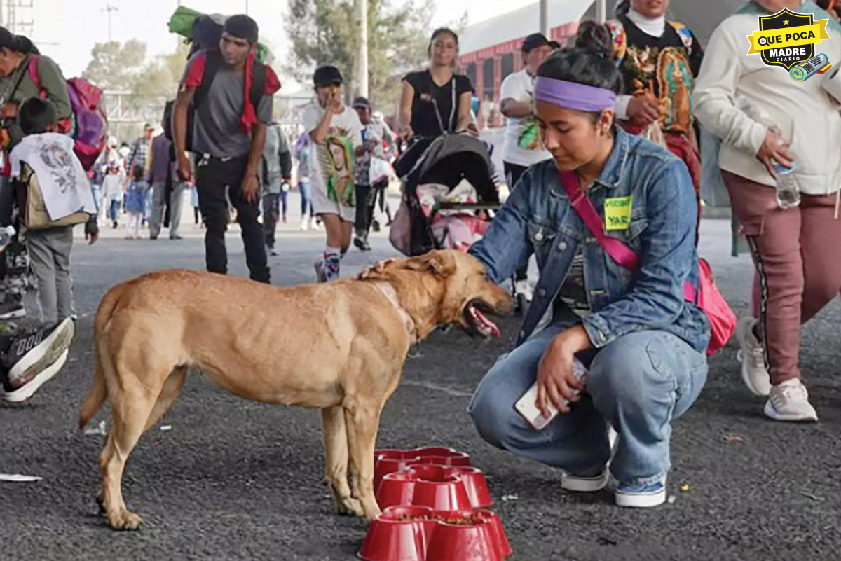 ¡Lo de cada año! perros abandonados por peregrinos y toneladas de basura