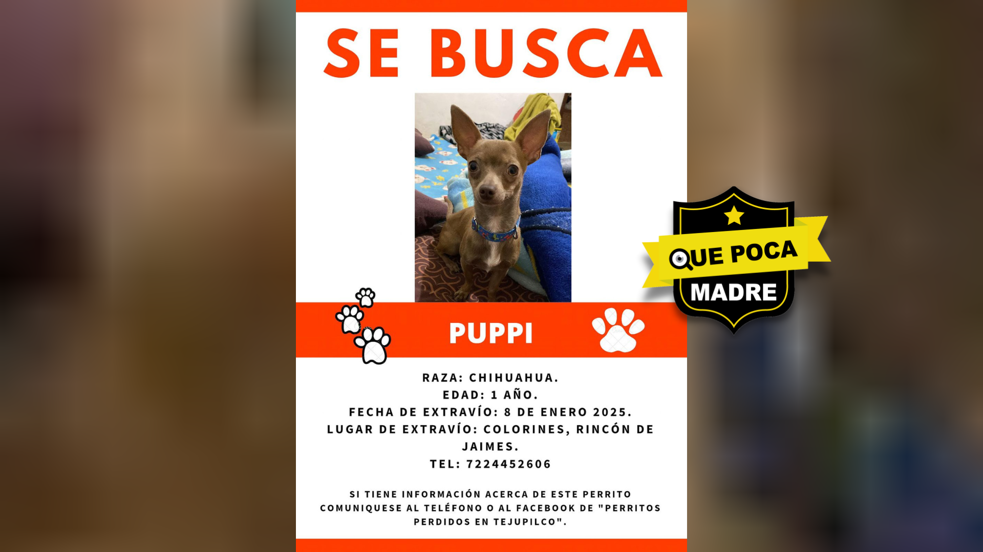 BUSCAN A LOMITO PERDIDO  #ServicioSocial Me pueden ayudar a compartir la búsqueda de mi Chihuahua #Pupi, el cual se perdió en Rincón Colorines, #Tejupilco, #Edomex.