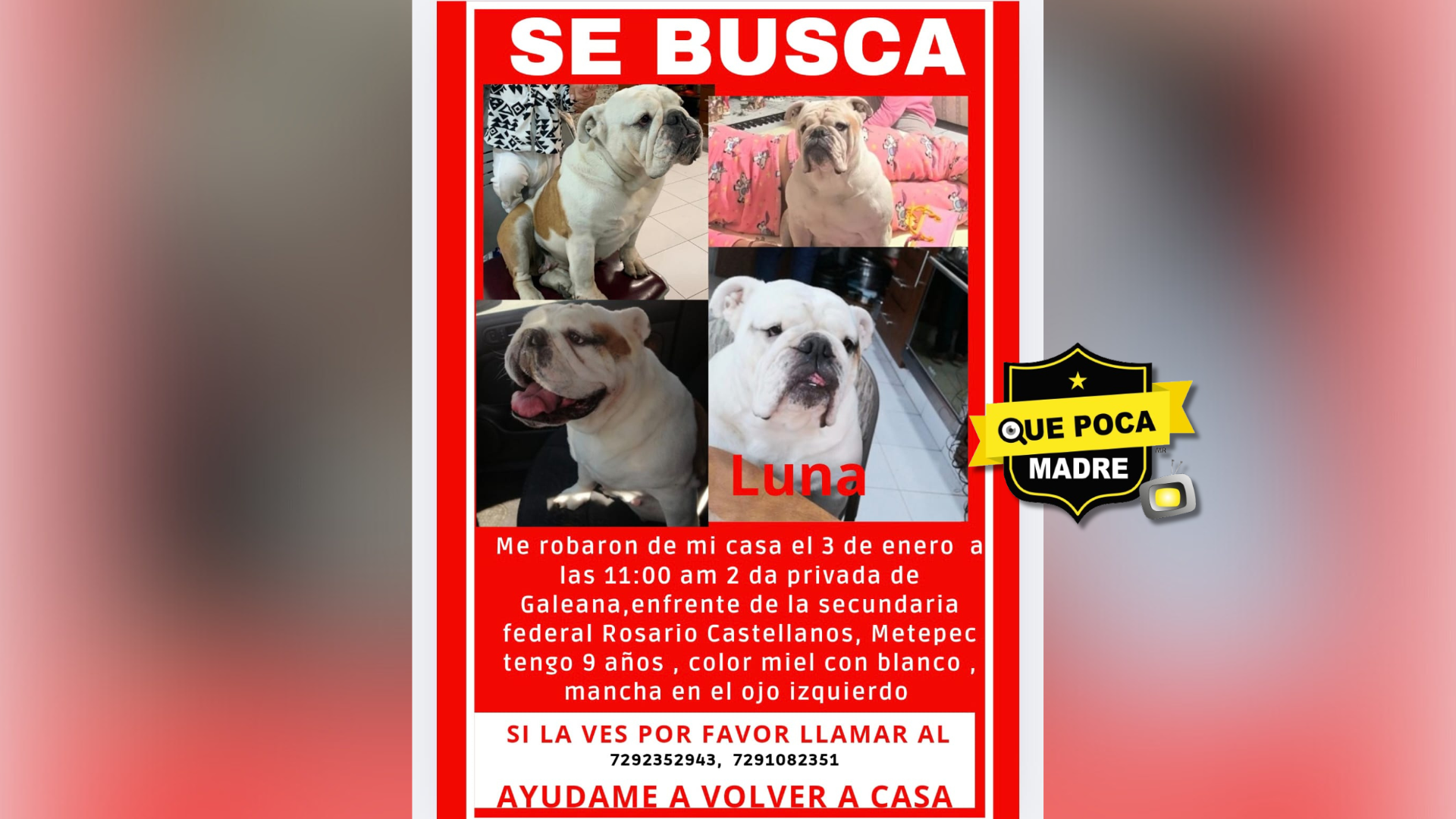 BUSCAN A PERRITA ROBADA