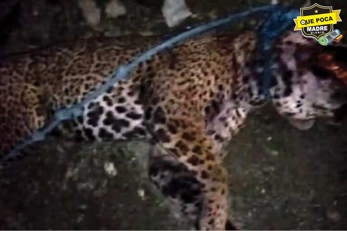 HOMBRE MATA A JAGUAR EN LA HUASTECA Y LO PRESUME EN REDES