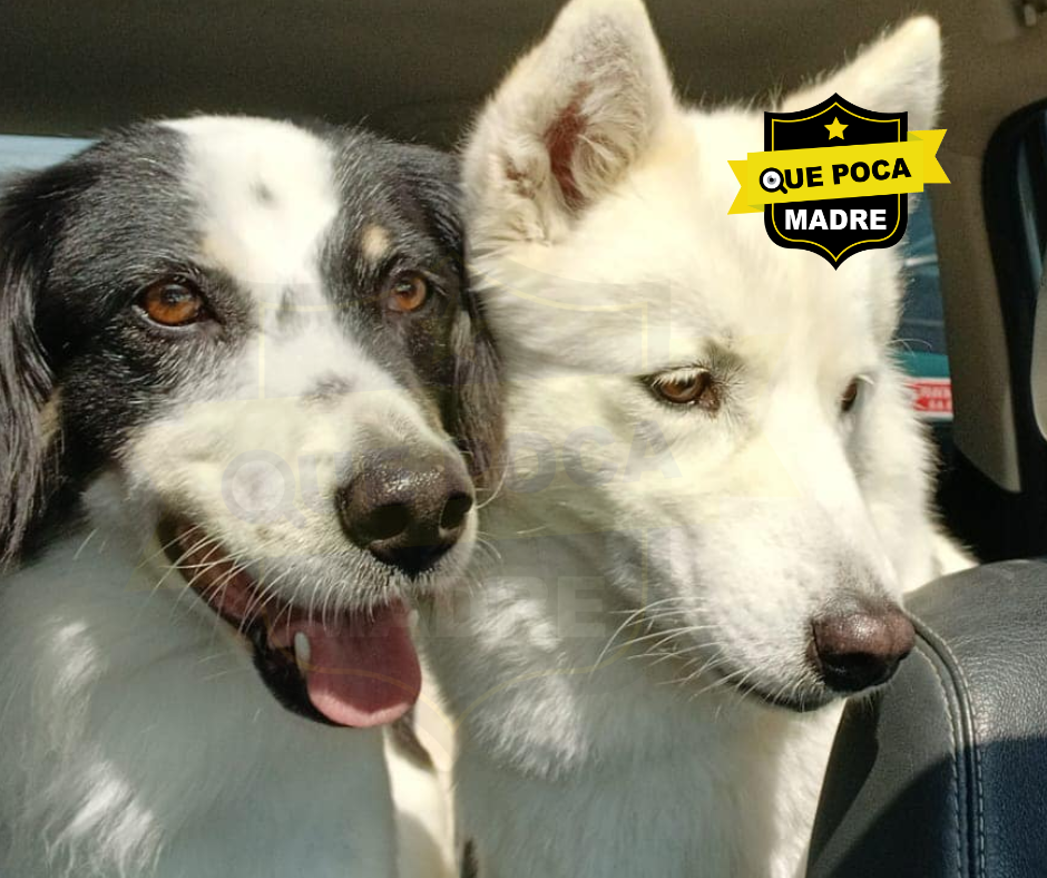 AYUDA‼️🚨 YEIKA Y AZUMI NECESITAN APOYO POR UN TIEMPO🐶🙏