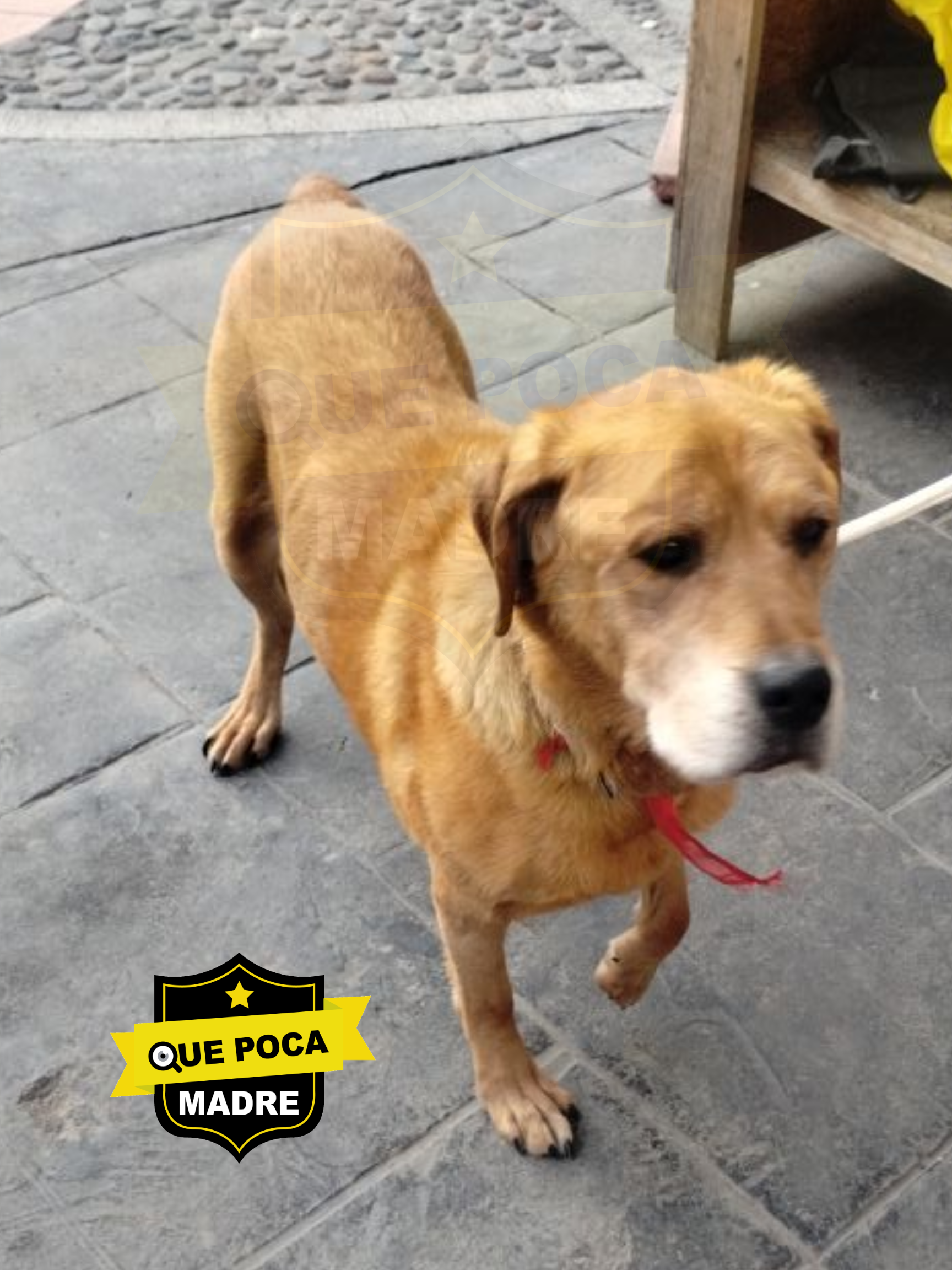 OJO CON ESTA PRECIOSA… TAL VEZ LA ANDAN BUSCANDO 🐶🙏